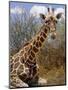 Giraffe Lying Down, Loisaba Wilderness, Laikipia Plateau, Kenya-Alison Jones-Mounted Photographic Print