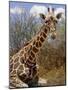 Giraffe Lying Down, Loisaba Wilderness, Laikipia Plateau, Kenya-Alison Jones-Mounted Photographic Print