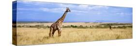 Giraffe, Maasai Mara, Kenya-null-Stretched Canvas