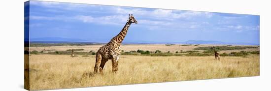 Giraffe, Maasai Mara, Kenya-null-Stretched Canvas