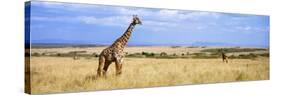 Giraffe, Maasai Mara, Kenya-null-Stretched Canvas