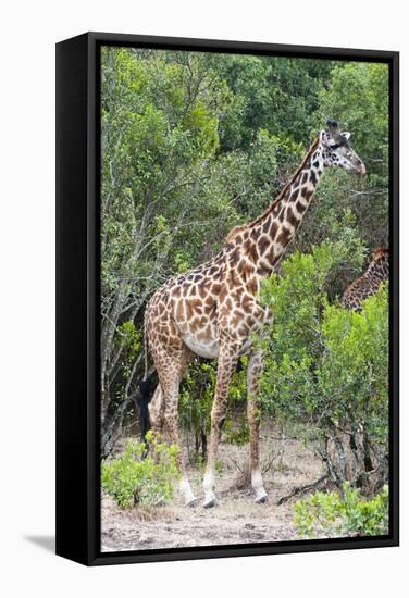 Giraffe, Maasai Mara National Reserve, Kenya-Nico Tondini-Framed Stretched Canvas