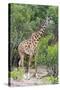 Giraffe, Maasai Mara National Reserve, Kenya-Nico Tondini-Stretched Canvas