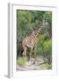 Giraffe, Maasai Mara National Reserve, Kenya-Nico Tondini-Framed Photographic Print