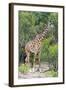 Giraffe, Maasai Mara National Reserve, Kenya-Nico Tondini-Framed Photographic Print