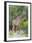 Giraffe, Maasai Mara National Reserve, Kenya-Nico Tondini-Framed Photographic Print