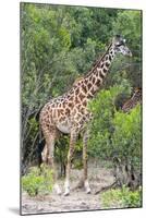 Giraffe, Maasai Mara National Reserve, Kenya-Nico Tondini-Mounted Photographic Print