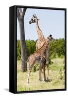 Giraffe, Maasai Mara National Reserve, Kenya-Nico Tondini-Framed Stretched Canvas