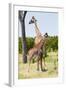 Giraffe, Maasai Mara National Reserve, Kenya-Nico Tondini-Framed Photographic Print