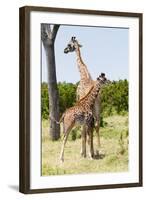 Giraffe, Maasai Mara National Reserve, Kenya-Nico Tondini-Framed Photographic Print