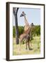 Giraffe, Maasai Mara National Reserve, Kenya-Nico Tondini-Framed Photographic Print