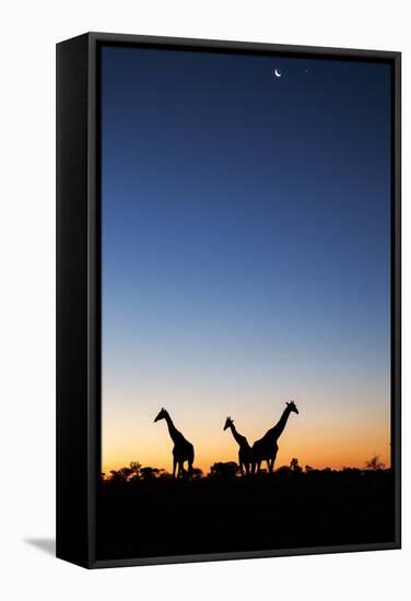 Giraffe, Makgadikgadi Pans National Park, Botswana-Paul Souders-Framed Stretched Canvas