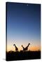 Giraffe, Makgadikgadi Pans National Park, Botswana-Paul Souders-Stretched Canvas