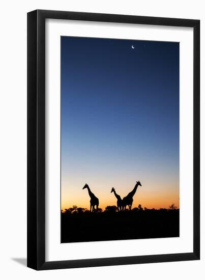 Giraffe, Makgadikgadi Pans National Park, Botswana-Paul Souders-Framed Premium Photographic Print
