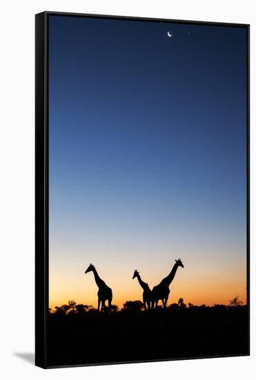 Giraffe, Makgadikgadi Pans National Park, Botswana-Paul Souders-Framed Stretched Canvas