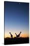 Giraffe, Makgadikgadi Pans National Park, Botswana-Paul Souders-Stretched Canvas