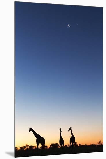 Giraffe, Makgadikgadi Pans National Park, Botswana-Paul Souders-Mounted Premium Photographic Print