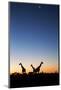 Giraffe, Makgadikgadi Pans National Park, Botswana-Paul Souders-Mounted Premium Photographic Print