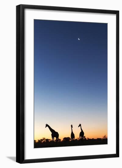 Giraffe, Makgadikgadi Pans National Park, Botswana-Paul Souders-Framed Photographic Print