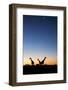 Giraffe, Makgadikgadi Pans National Park, Botswana-Paul Souders-Framed Photographic Print