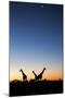 Giraffe, Makgadikgadi Pans National Park, Botswana-Paul Souders-Mounted Photographic Print