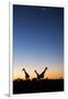 Giraffe, Makgadikgadi Pans National Park, Botswana-Paul Souders-Framed Photographic Print