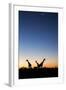 Giraffe, Makgadikgadi Pans National Park, Botswana-Paul Souders-Framed Photographic Print