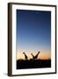 Giraffe, Makgadikgadi Pans National Park, Botswana-Paul Souders-Framed Photographic Print