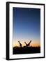 Giraffe, Makgadikgadi Pans National Park, Botswana-Paul Souders-Framed Photographic Print