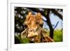 Giraffe Making a Funny Face, Kruger National Park, Johannesburg, South Africa, Africa-Laura Grier-Framed Photographic Print