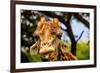 Giraffe Making a Funny Face, Kruger National Park, Johannesburg, South Africa, Africa-Laura Grier-Framed Photographic Print