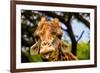 Giraffe Making a Funny Face, Kruger National Park, Johannesburg, South Africa, Africa-Laura Grier-Framed Photographic Print