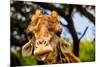 Giraffe Making a Funny Face, Kruger National Park, Johannesburg, South Africa, Africa-Laura Grier-Mounted Photographic Print