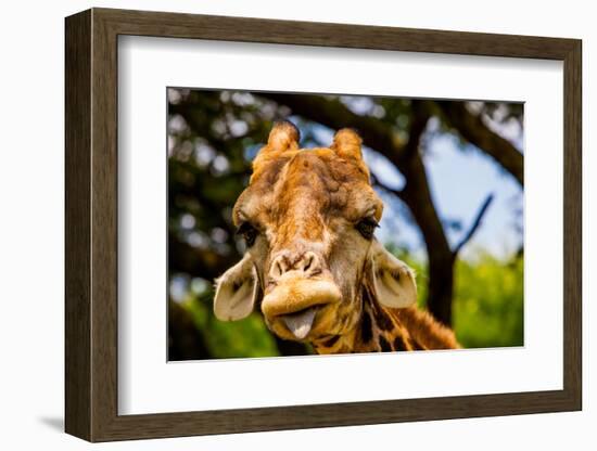 Giraffe Making a Funny Face, Kruger National Park, Johannesburg, South Africa, Africa-Laura Grier-Framed Photographic Print