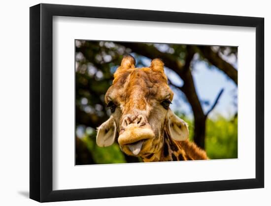 Giraffe Making a Funny Face, Kruger National Park, Johannesburg, South Africa, Africa-Laura Grier-Framed Photographic Print