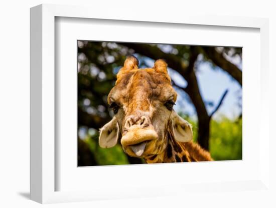 Giraffe Making a Funny Face, Kruger National Park, Johannesburg, South Africa, Africa-Laura Grier-Framed Photographic Print