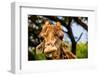 Giraffe Making a Funny Face, Kruger National Park, Johannesburg, South Africa, Africa-Laura Grier-Framed Photographic Print