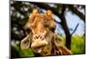 Giraffe Making a Funny Face, Kruger National Park, Johannesburg, South Africa, Africa-Laura Grier-Mounted Photographic Print