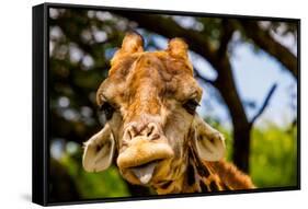 Giraffe Making a Funny Face, Kruger National Park, Johannesburg, South Africa, Africa-Laura Grier-Framed Stretched Canvas