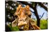 Giraffe Making a Funny Face, Kruger National Park, Johannesburg, South Africa, Africa-Laura Grier-Stretched Canvas