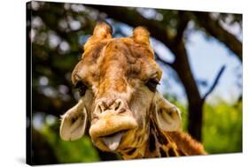 Giraffe Making a Funny Face, Kruger National Park, Johannesburg, South Africa, Africa-Laura Grier-Stretched Canvas