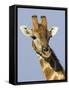 Giraffe, Male Head Portrait, Namibia-Tony Heald-Framed Stretched Canvas