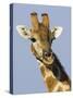 Giraffe, Male Head Portrait, Namibia-Tony Heald-Stretched Canvas
