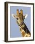 Giraffe, Male Head Portrait, Namibia-Tony Heald-Framed Photographic Print