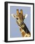 Giraffe, Male Head Portrait, Namibia-Tony Heald-Framed Photographic Print