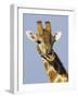 Giraffe, Male Head Portrait, Namibia-Tony Heald-Framed Photographic Print