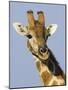 Giraffe, Male Head Portrait, Namibia-Tony Heald-Mounted Photographic Print