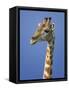 Giraffe, Male Portrait, Etosha National Park, Namibia-Tony Heald-Framed Stretched Canvas