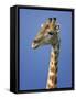 Giraffe, Male Portrait, Etosha National Park, Namibia-Tony Heald-Framed Stretched Canvas