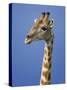 Giraffe, Male Portrait, Etosha National Park, Namibia-Tony Heald-Stretched Canvas